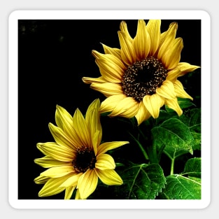 Sunflowers Sticker